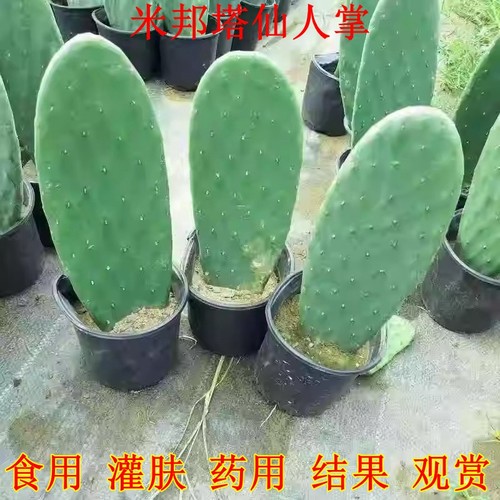 食用仙人掌内服美容种植嫁接药用米邦塔仙人掌药用外敷绿植物盆栽