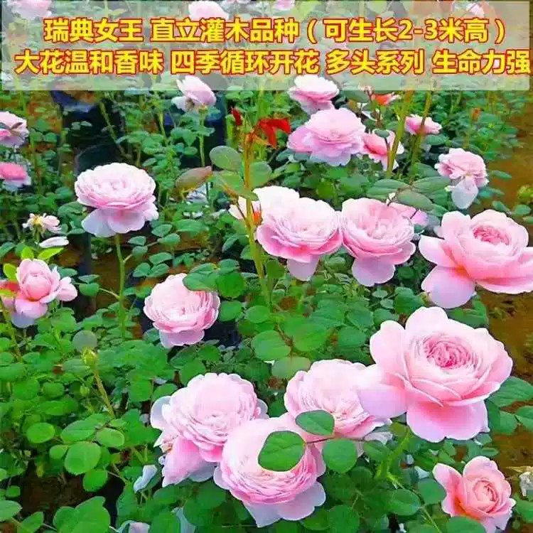 1米爬藤月季大苗蔷薇花苗四季开花爬墙花卉粉色龙沙宝石藤本月季