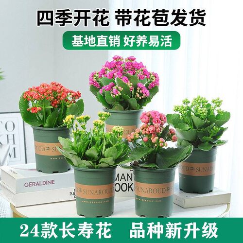 带花花苞和花苗长寿花绿植四季