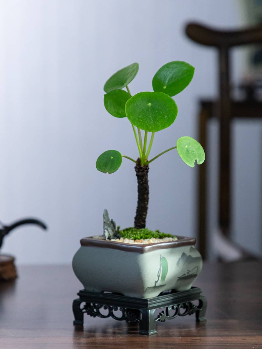 镜面草盆景室内绿植小绿植花卉小盆栽好养易活桌面小盆景造型植物