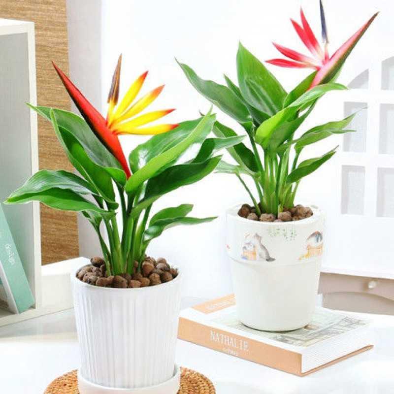 金钻盆栽花卉鹤望兰室内绿植物净化空气四季常青桌面家居小盆景