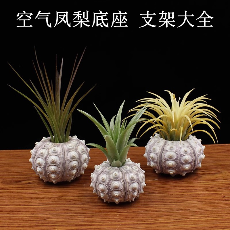 空气凤梨绿植细雾喷壶空气凤梨吊架木塞肥料胶水弹簧底座支架配件