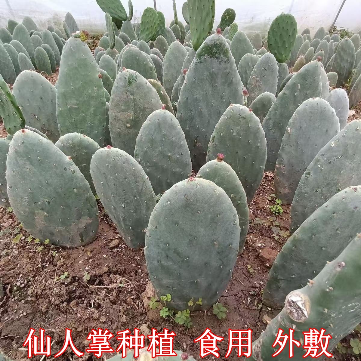 米邦塔仙人掌盆栽外敷鲜叶片种植仙人掌功效仙人掌多肉植物