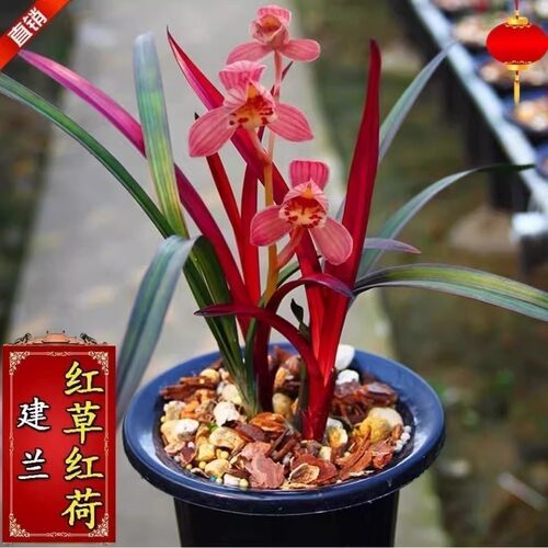 红草兰花星珂四季兰花