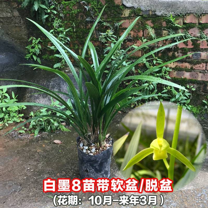 浓浓香名贵兰花企墨带宽叶金边