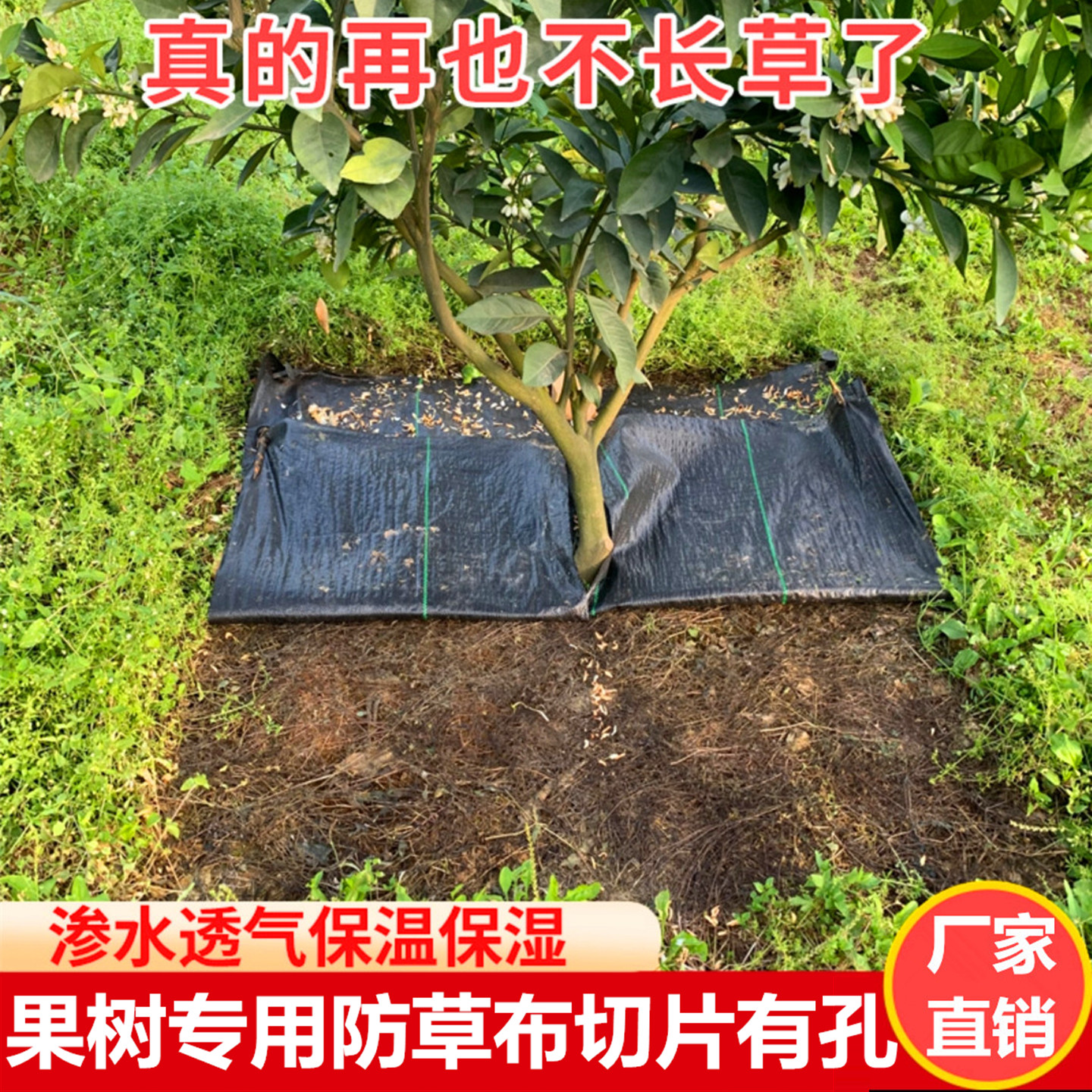 防草布果树专用带有打孔切片新型