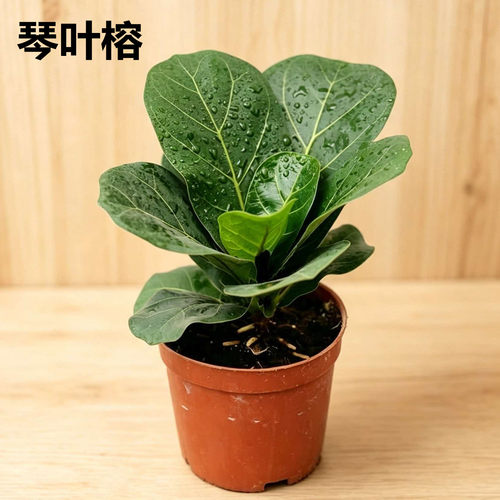 琴叶榕绿植盆栽卧室内净化空气