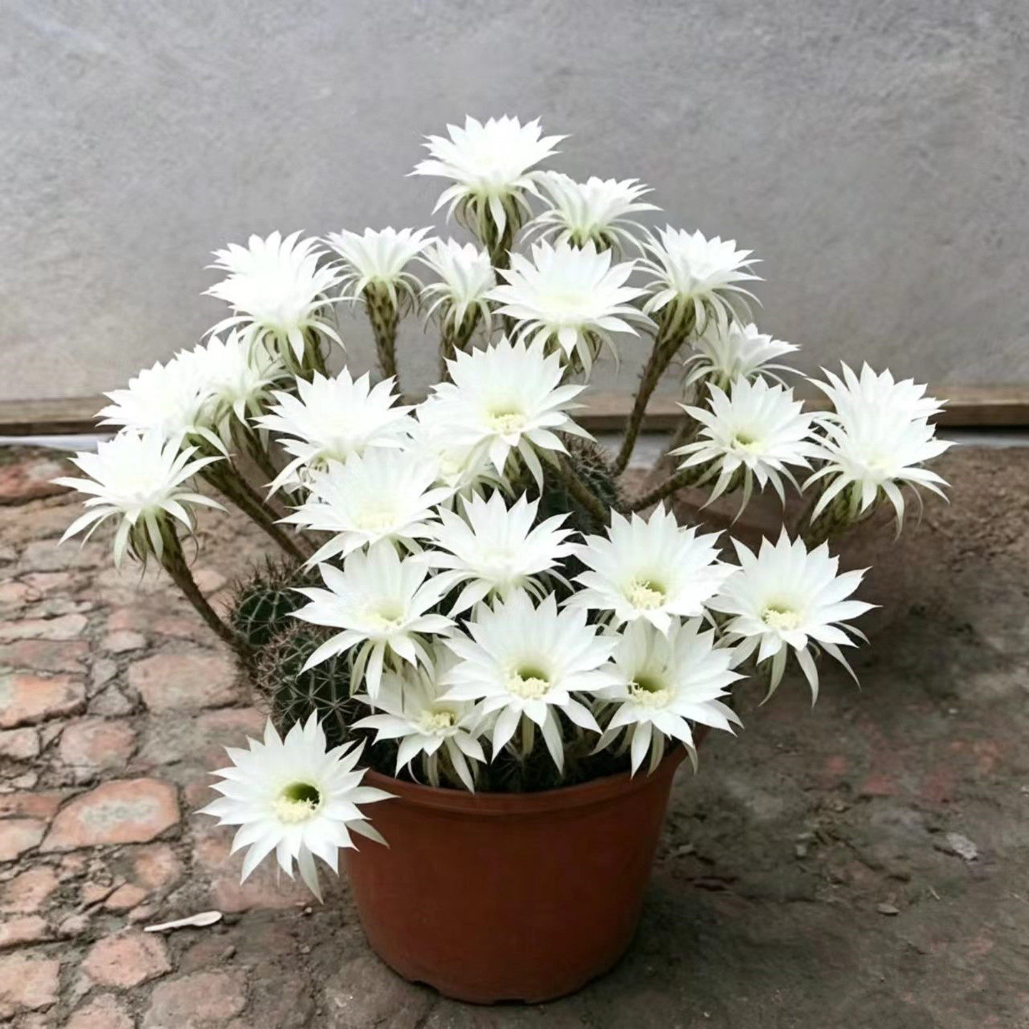 开花香仙人球带花苞大颗多肉植物