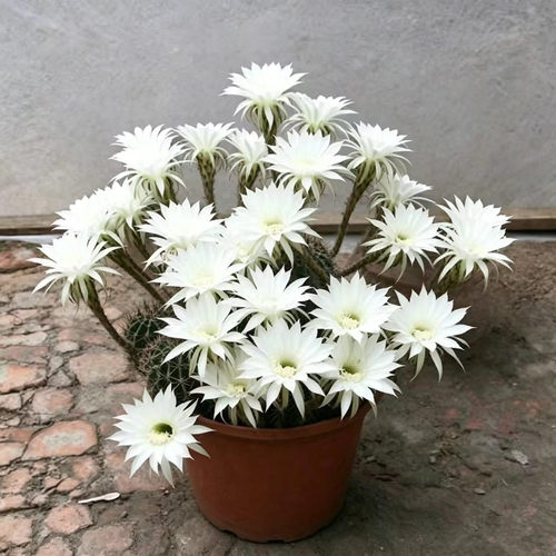 开花香仙人球带花苞大颗多肉植物
