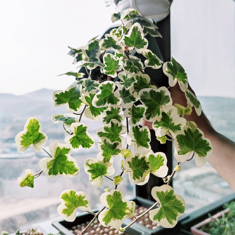 进口植物常春藤雪萤/雪莹盆栽花卉白雪姬室内桌面阳台观叶垂吊兰