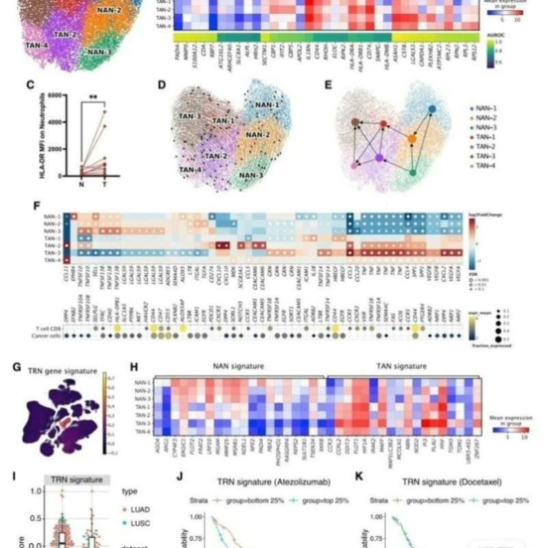 流式数据分析处理细胞周期增殖凋亡Flowjo做图数据处理与科研绘图