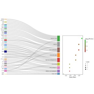 kegg通路富集分析，桑基图