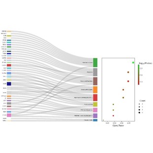 kegg通路富集分析，桑基图