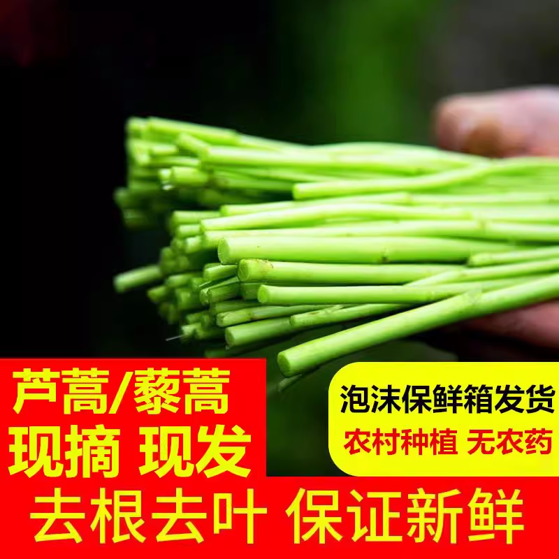 新鲜现摘藜蒿芦蒿泥蒿绿色野菜湖北特产农家自种新鲜蔬菜包邮