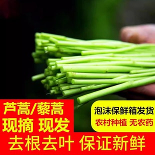 新鲜现摘藜蒿芦蒿泥蒿绿色野菜湖北特产农家自种新鲜蔬菜包邮