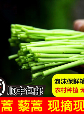 新鲜现摘藜蒿芦蒿泥蒿绿色野菜湖北特产农家自种新鲜蔬菜包邮