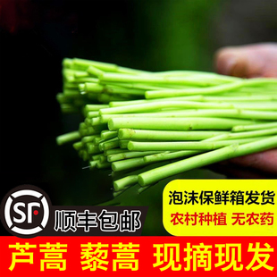 新鲜现摘藜蒿芦蒿泥蒿绿色野菜湖北特产农家自种新鲜蔬菜包邮