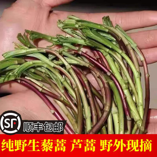 正宗野生藜蒿当季芦蒿新鲜黎蒿现摘蔬菜野菜藜蒿鲜嫩泥蒿蓠蒿时令