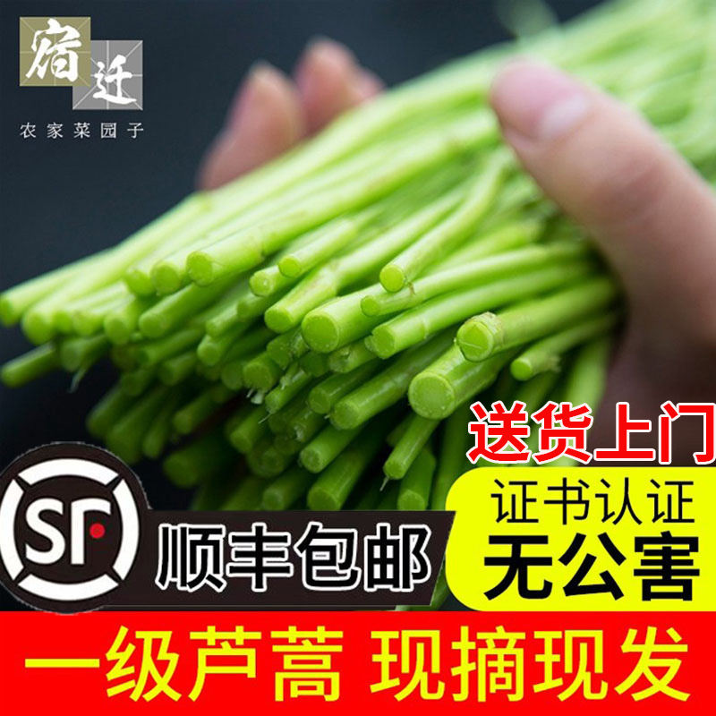 篱蒿3斤去叶当季芦蒿新鲜黎蒿野生藜蒿鲜嫩泥蒿蓠蒿蔬菜包邮