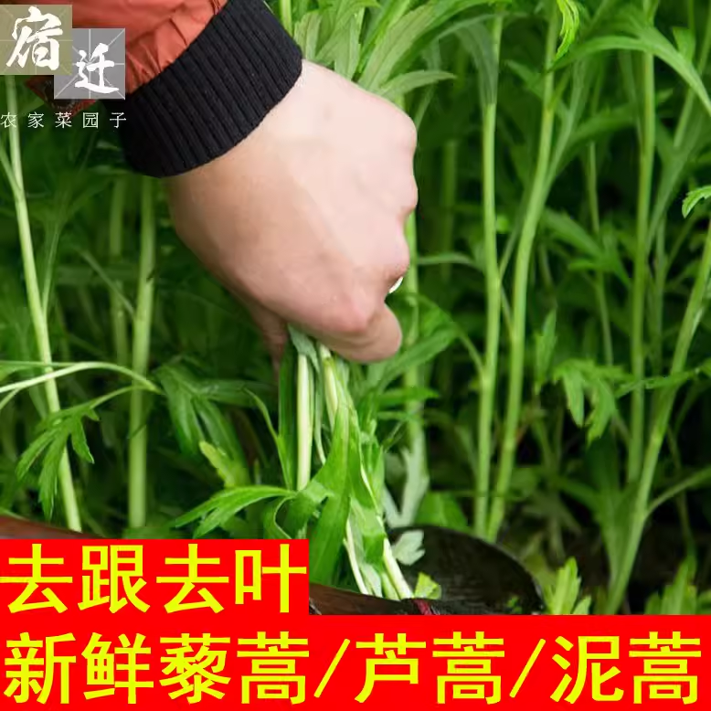 包邮5斤装新鲜蔬菜芦蒿泥蒿藜蒿野生水蒿蒌蒿野菜去叶根野生