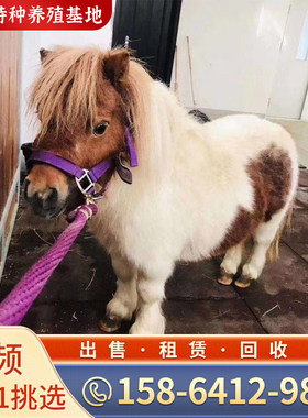 矮马宠物马活物矮脚马回收骑乘马迷你小矮马租赁设特兰马景区观赏