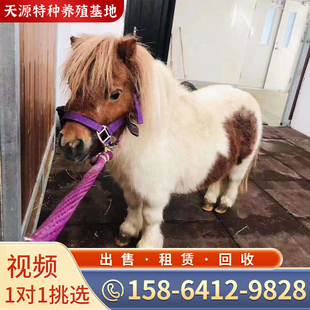 矮马宠物马活物矮脚马回收骑乘马迷你小矮马租赁设特兰马景区观赏