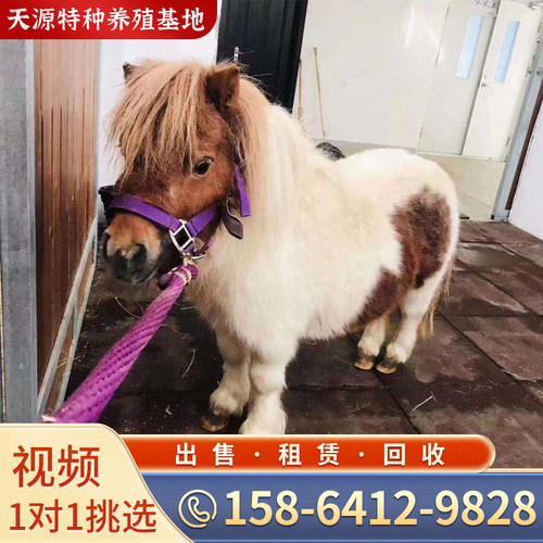 矮马宠物马活物矮脚马回收骑乘马迷你小矮马租赁设特兰马景区观赏