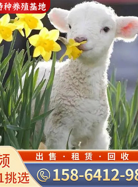 宠物羊侏儒羊宠物羊活物羊景区观赏萌宠小羊羔矮山羊养殖