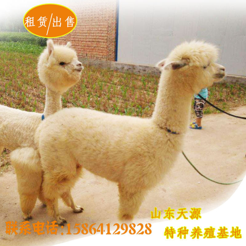 羊驼活物神兽澳洲羊驼幼崽宠物出售租赁羊驼宠物活体成年羊驼|ruв категории животное/Животное питание и принадлежностей, других домашних животных, других домашних животных - от Buy2taobao.com для оказания профессиональной услуги покупки агента Taobao