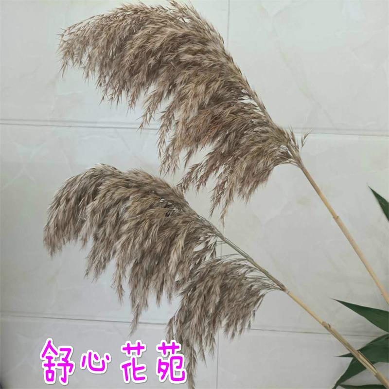 芦苇干花乡村水生芦苇花花束婚庆舞台简约家居文艺摆件拍照道具在类目 家居饰品, 花瓶/花器/仿真花/仿真饰品, 干花/花瓣/干花包/干树枝中 - 来自Buy2taobao.com提供专业的淘宝代购服务
