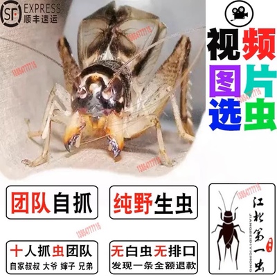 山东野生蟋蟀秋虫斗翅子蛐蛐