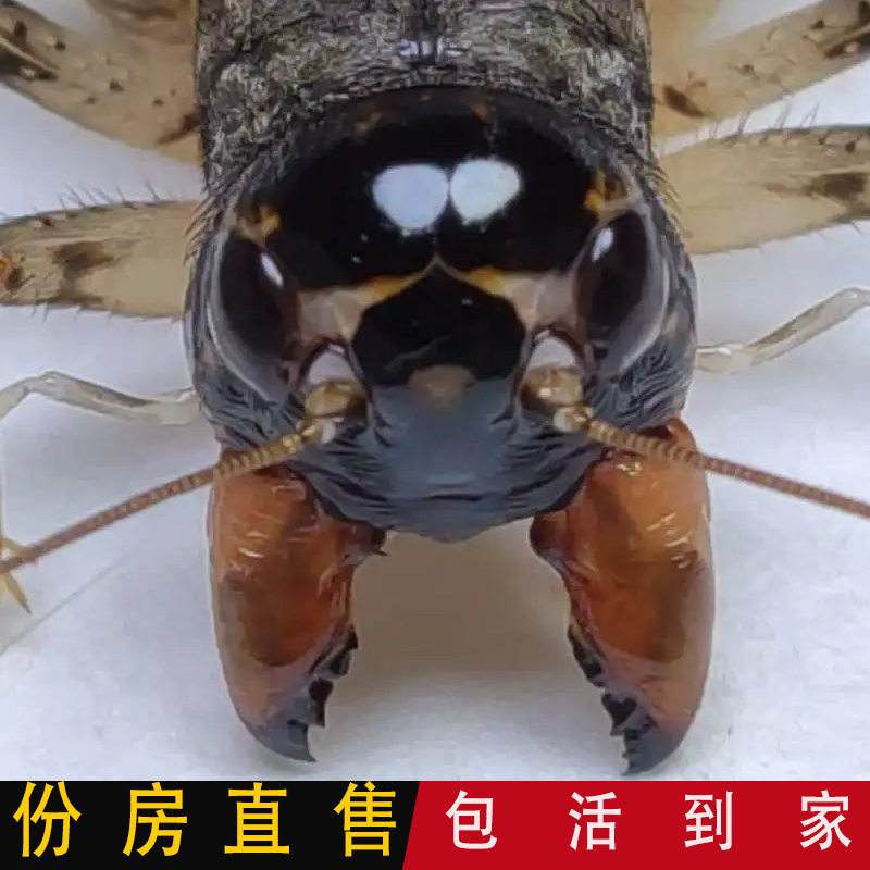 山东野生斗蟋蟀蛐蛐仿秋白虫冬虫