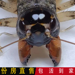 山东斗蟋蟀冬虫蛐蛐白虫鸣虫活体野生斗蟋份房仿秋长衣翅子三尾