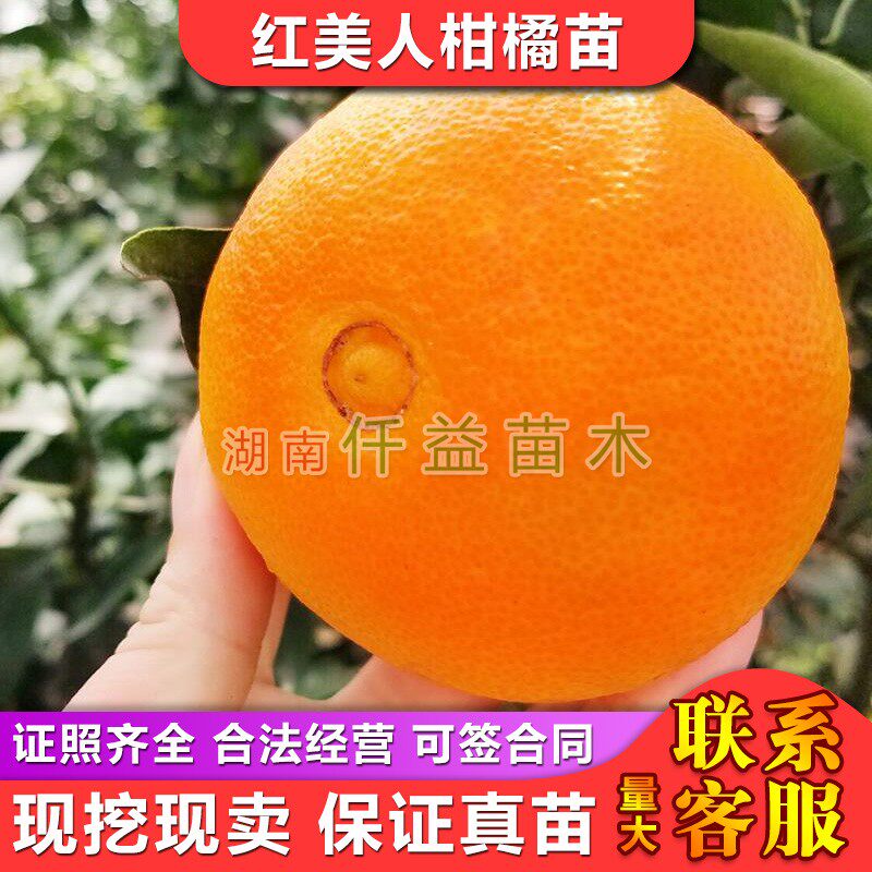 枳壳砧木红美人柑橘苗爱媛28号爱媛38号果冻橙网红橘子苗湖南果苗