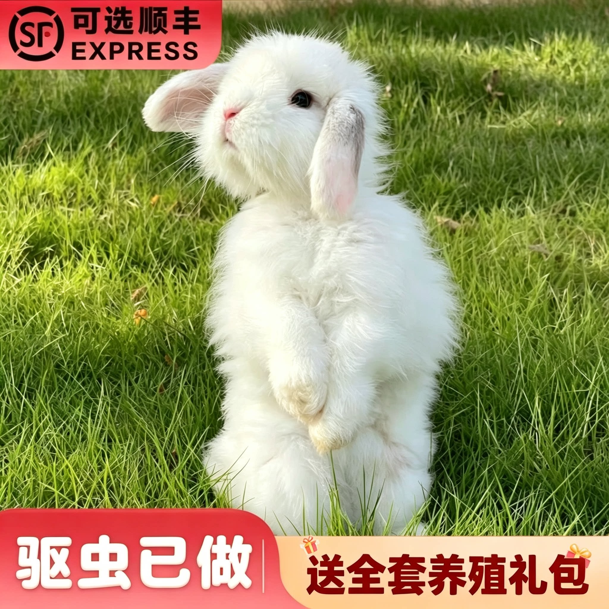 兔子活体家养长不大小型儿童宠物兔迷你侏儒垂耳兔子宿舍好养活物