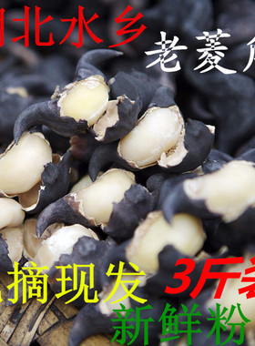 新鲜菱角3斤5斤装湖北特产老菱角二角青皮黑壳菱角个大粉糯现发