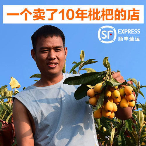 阿建树上自然熟老品种蒙自甜枇杷