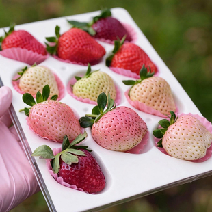 阿建新品/云南九溪阳光露天草莓来啦