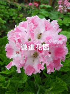 大花天竺葵蝴蝶梅合集阳台盆栽花卉洋绣球粉云马乔里百慕大德利