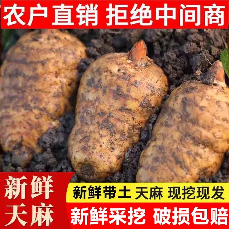 3年生正宗高山新鲜天麻正品非干货鲜天麻林下野外种植山货