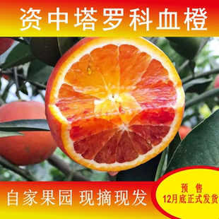 资中塔罗科血橙10斤现摘果冻甜橙手剥红肉橙子当季新鲜水果包邮
