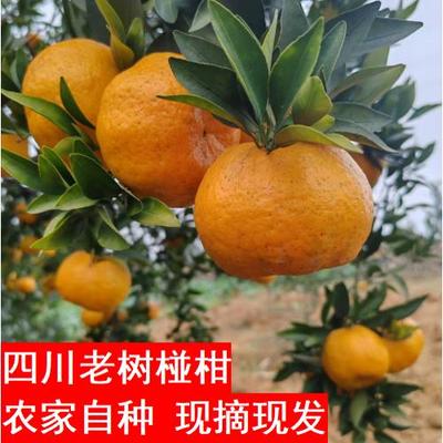 四川椪柑新鲜精品10斤芦柑丑柑橘子桔子青神丑桔当季水果整箱碰柑