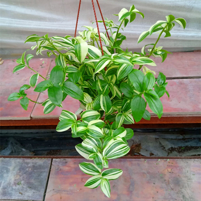 鸭舌吊兰盆栽吊竹梅四季常青垂吊盆栽好养耐荫耐微寒净化空气包邮