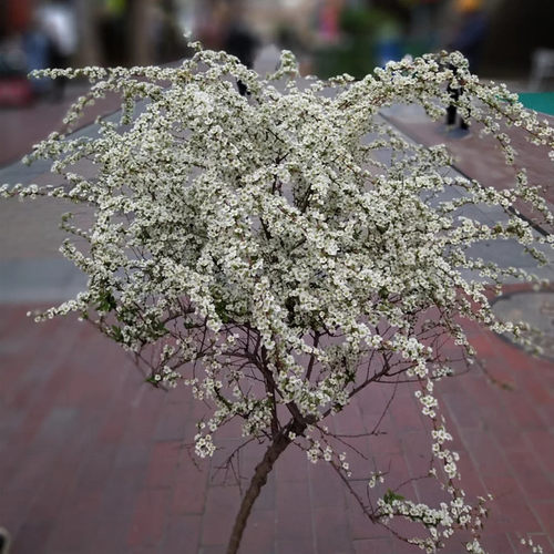 雪柳木本植物阳台庭院春夏