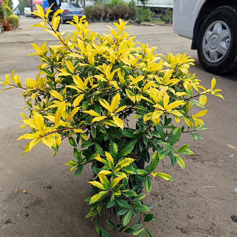 黄金构骨阳台庭院美观多年生木本