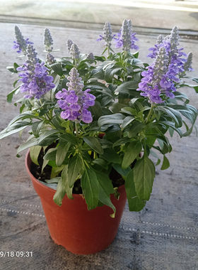蓝花鼠尾草花卉阳台庭院植物好养