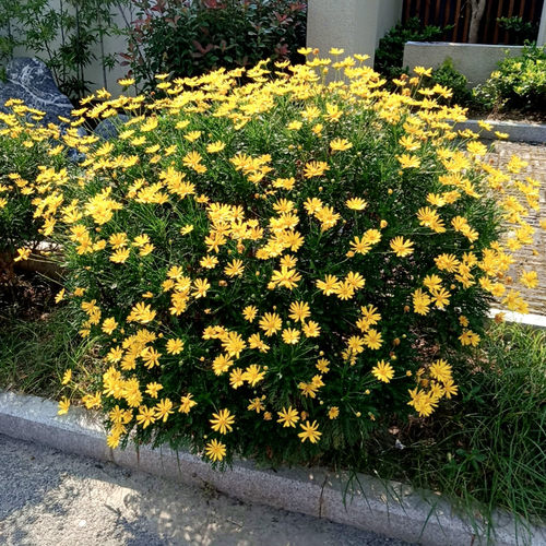 黄蓉菊黄金菊阳台庭院四季菊花