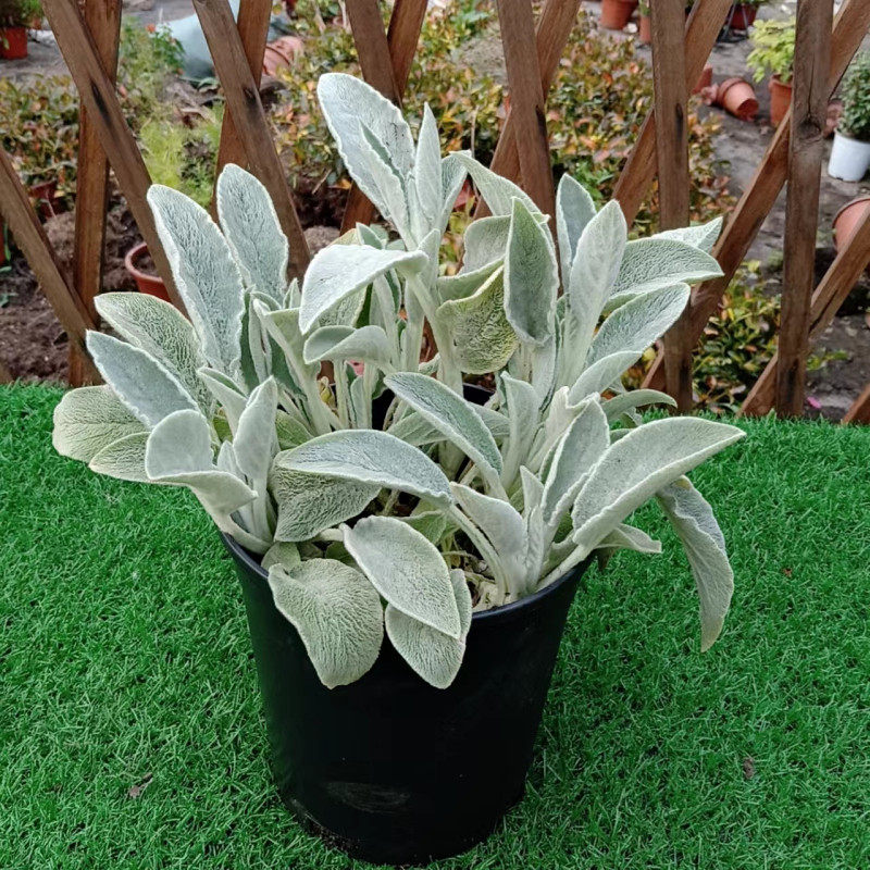 绵毛水苏盆栽羊耳朵银色系植物冬季阳台庭院耐寒多年生宿根花卉