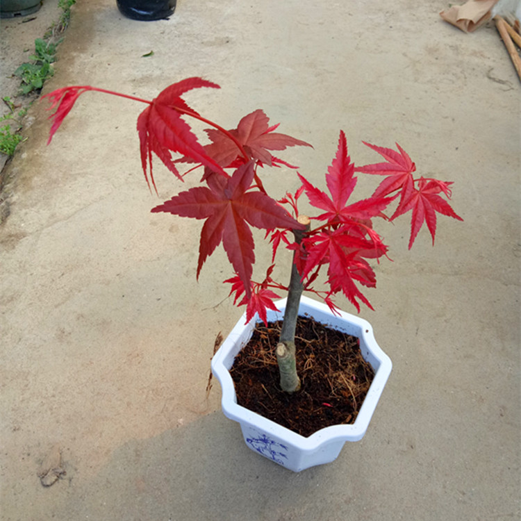 木本植物阳台庭院红枫