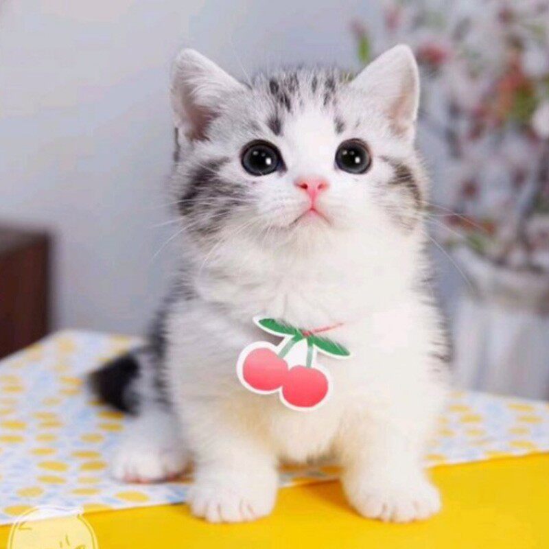 美短猫起司加白幼猫折耳美国短毛猫虎斑矮脚小猫活体宠物猫咪活物